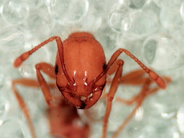 Have your yard sprayed for fire ants.