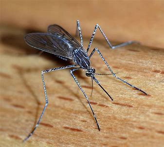 Have your yard sprayed for mosquitos.