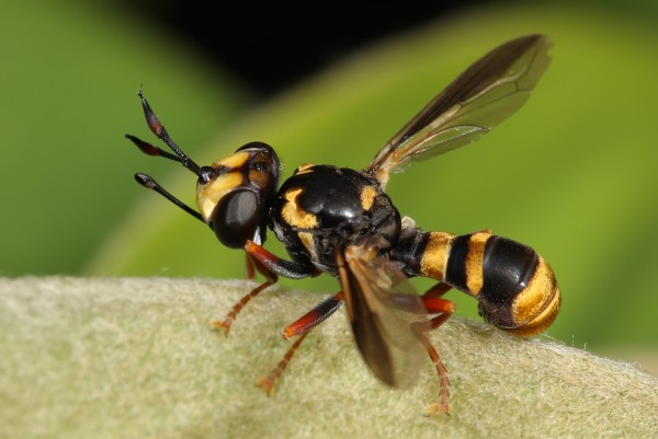 Have your yard sprayed for wasps.
