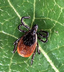 Protect your family from ticks and have your yard sprayed with tick repellent from The Mosquito Guy.