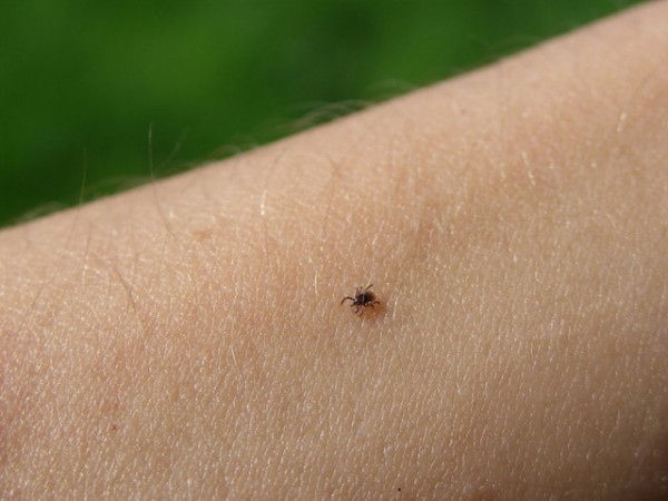 Protect your family from ticks and have your yard sprayed with tick repellent from The Mosquito Guy.